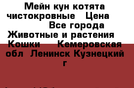 Мейн-кун котята чистокровные › Цена ­ 25 000 - Все города Животные и растения » Кошки   . Кемеровская обл.,Ленинск-Кузнецкий г.